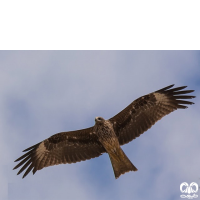 گونه کورکور سیاه Black Kite